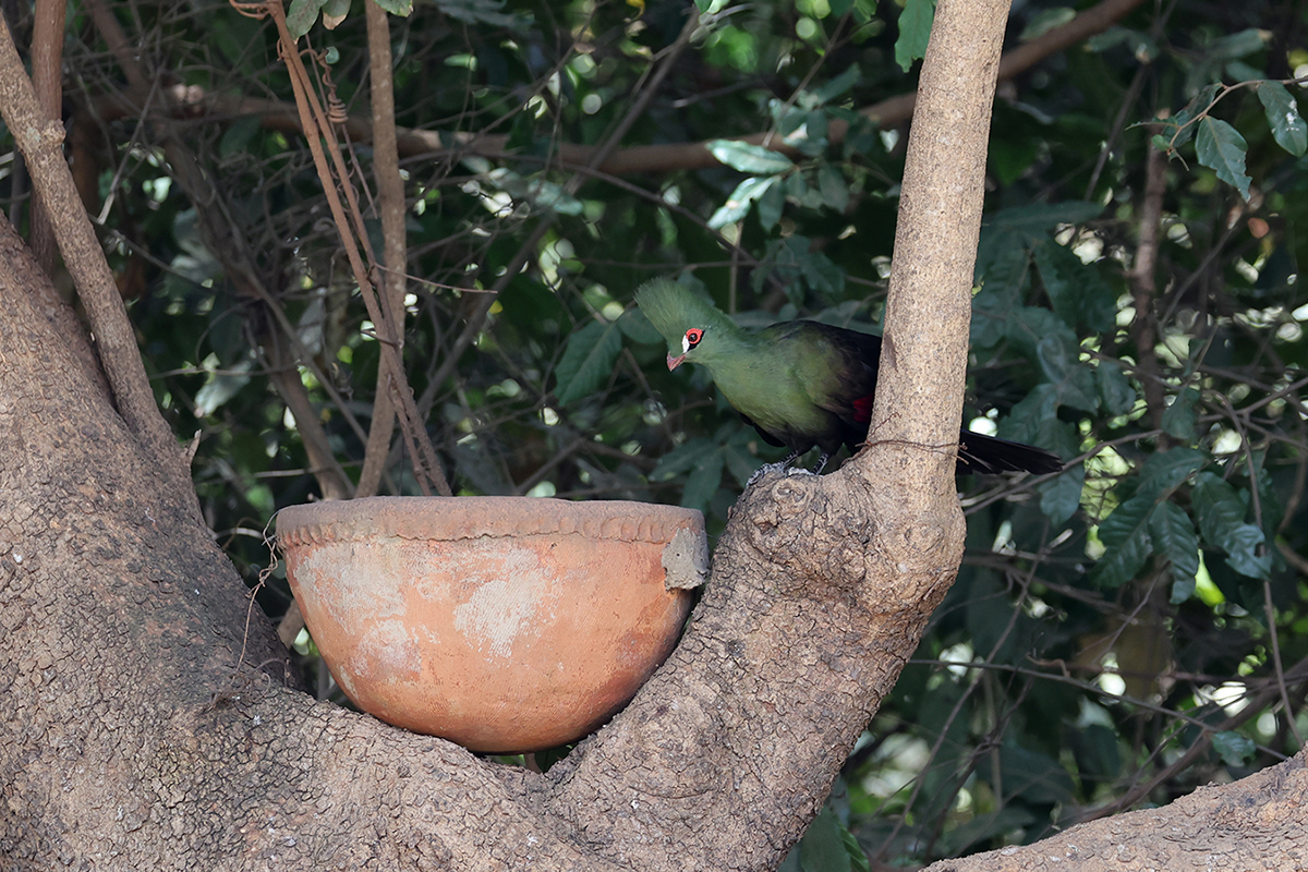 Green Turaco